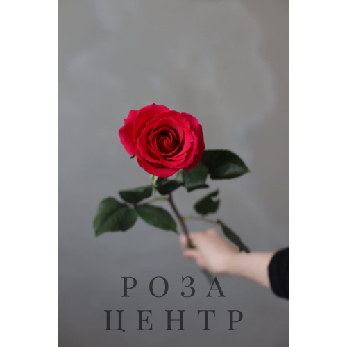 Роза сорта “Эксплорер” (Эквадор) Роза сорта “Эксплорер” (Эквадор)